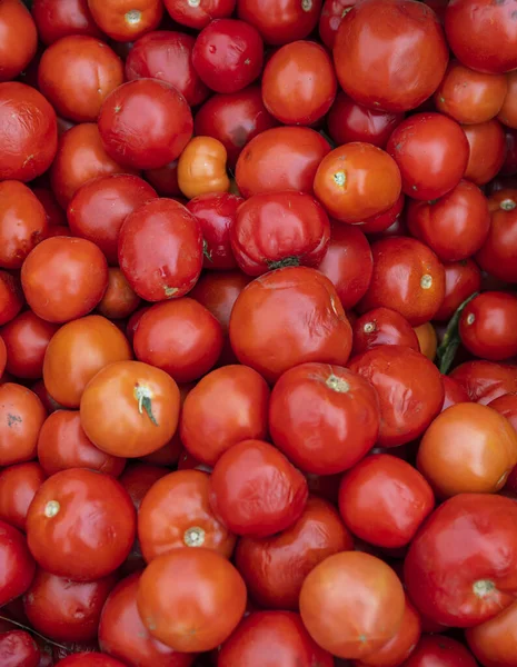 Una Gran Pila Tomates Rojos Maduros Pero Muy Frescos Está —  Fotos de Stock