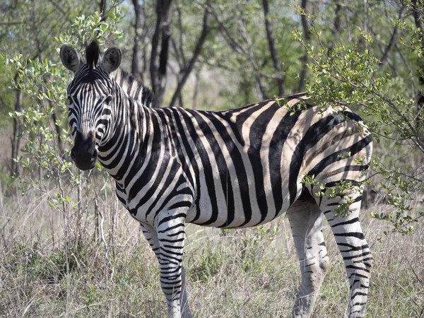 Güney Afrika Yaşayan Bir Zebra — Stok fotoğraf