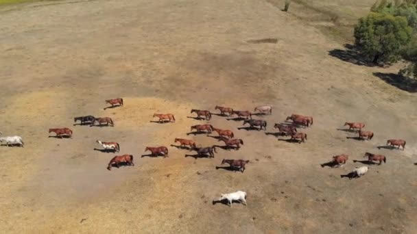 Стадо Лошадей Бегущих Пустыне — стоковое видео