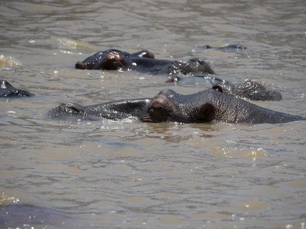 Група Гіпопотамів Плавають Воді — стокове фото
