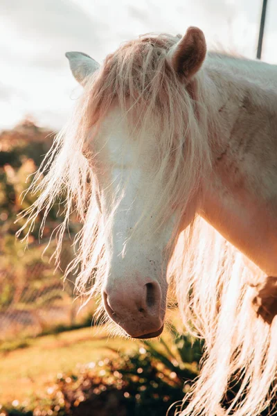 Tarlada Uzun Saçlı Güzel Beyaz Bir Atın Dikey Yakın Çekimi — Stok fotoğraf