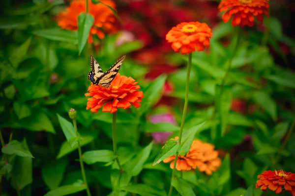 Papillon Tiger Swallowtail Sur Une Fleur Orange Zinnia Dans Jardin — Photo