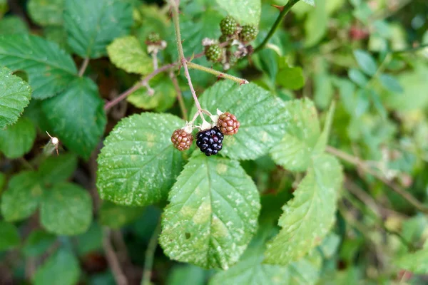 Eine Nahaufnahme Von Wald Wachsenden Brombeeren — Stockfoto