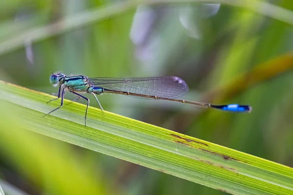 Detailní Záběr Modré Vážky Rostlině Zahradě Rozmazaným Pozadím — Stock fotografie