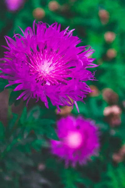 Çayırda Açan Mor Kır Çiçeğinin Yakın Çekimi — Stok fotoğraf