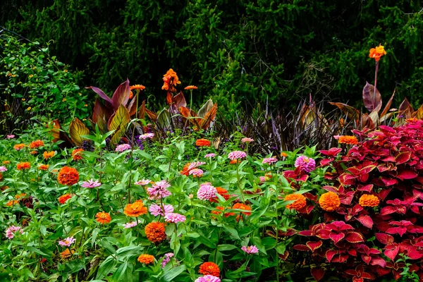 Kolorowe Kwiaty Rosnące Ogrodzie Pośród Gęstych Krzewów Zielonym Tle — Zdjęcie stockowe