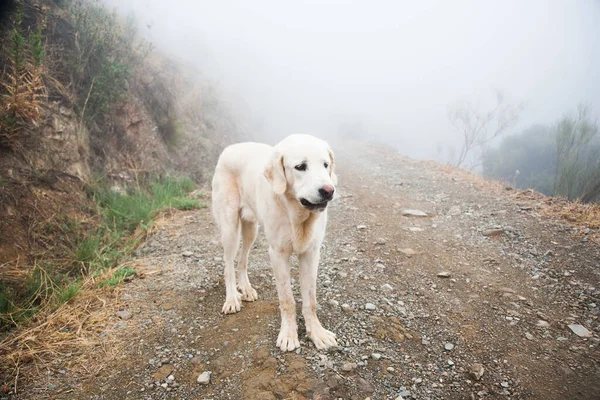 在雾蒙蒙的山上 一只可爱的白色拉布拉多犬的特写镜头 — 图库照片