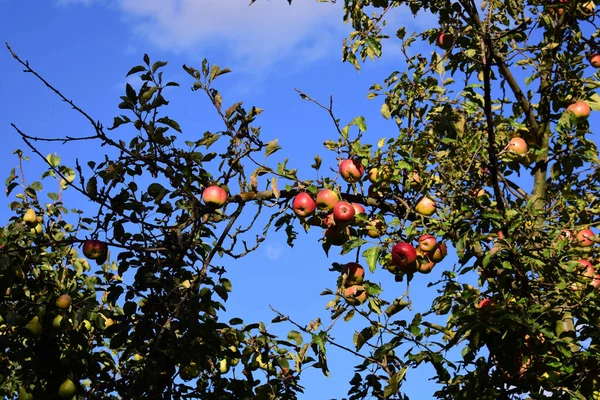 Över Ett Äppelträd Grenar Sig Den Blå Himlen Solig Dag — Stockfoto