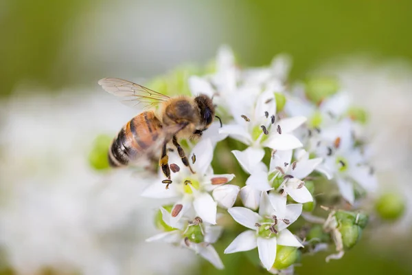 Včela Rozkvetlém Bílém Květu — Stock fotografie