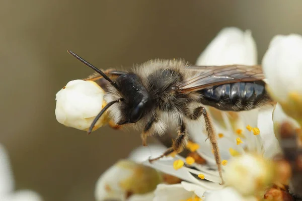 Κοντινό Πλάνο Ένα Αρσενικό Γκρι Υποστηρίζεται Μέλισσα Εξόρυξης Andrena Vaga — Φωτογραφία Αρχείου
