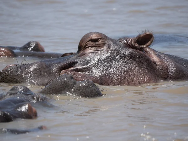 Grupo Hipopótamos Nadando Água — Fotografia de Stock