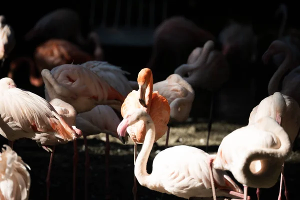 Vacker Bild Levande Rosa Flamingos — Stockfoto