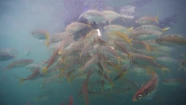 Όμορφη Υποβρύχια Θέα Ενός Ψαριού — Αρχείο Βίντεο