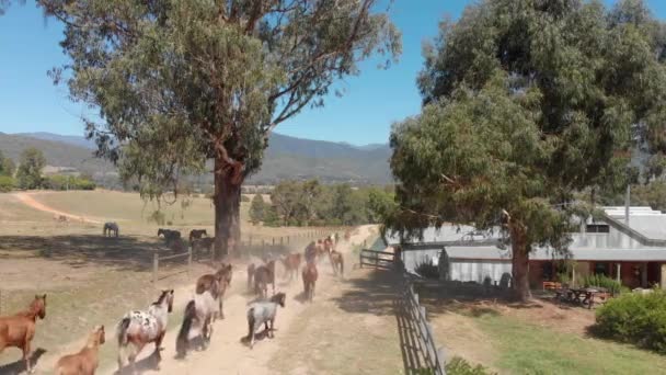 Herd Horses Running Desert — Stockvideo