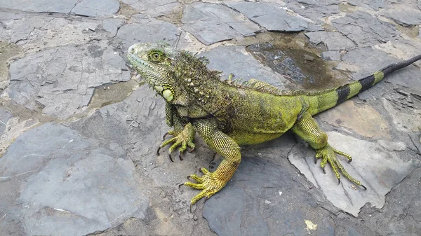 Zbliżenie Zielonej Iguany Ziemi Świetle Dnia — Zdjęcie stockowe