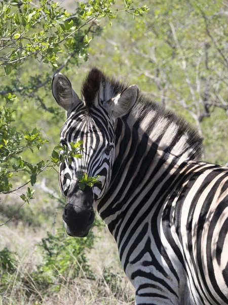 Uma Foto Perto Uma Zebra África Sul — Fotografia de Stock