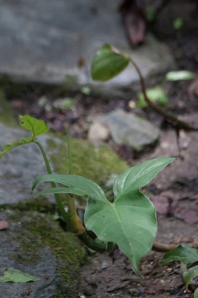 Plan Vertical Quelques Plantes Dans Jardin Pendant Journée — Photo