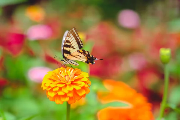 Ein Tigerschwalbenschwanz Schmetterling Auf Einer Orangefarbenen Zinnia Blume Garten Vor — Stockfoto