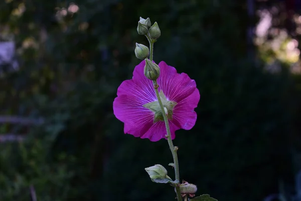 Une Fleur Malva Pourpre Des Bourgeons Poussant Dans Jardin Sur — Photo