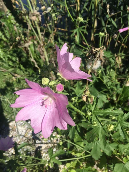 粉色麝香花与绿叶垂直拍摄 — 图库照片