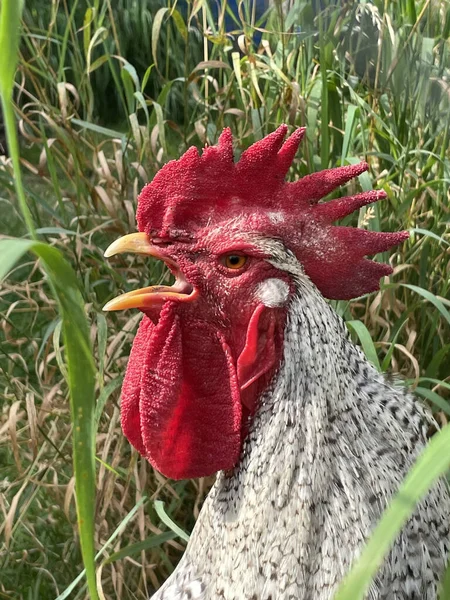 Çimenlikteki Bir Horozun Kafasının Yakın Plan Çekimi — Stok fotoğraf