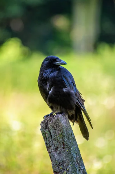 Pájaro Cuervo Posado Viejo Bosque Con Fondo Borroso Naturaleza —  Fotos de Stock