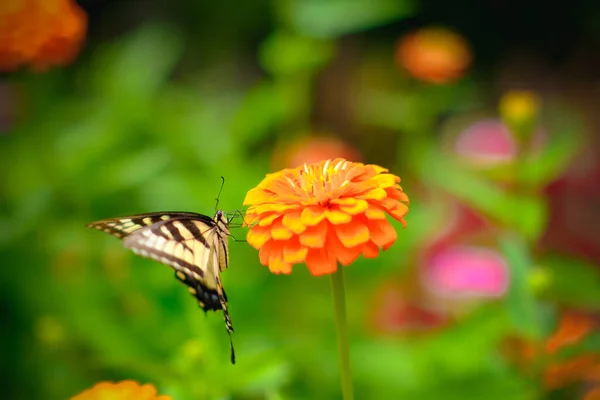 Μια Πεταλούδα Tiger Swallowtail Ένα Πορτοκαλί Λουλούδι Zinnia Στον Κήπο — Φωτογραφία Αρχείου