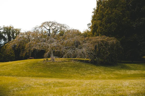 Een Herfst Landschap Met Een Grote Vervaagde Bladloze Boom Een — Stockfoto