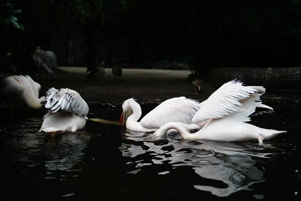 Una Bandada Cisnes Blancos Nadando Lago —  Fotos de Stock