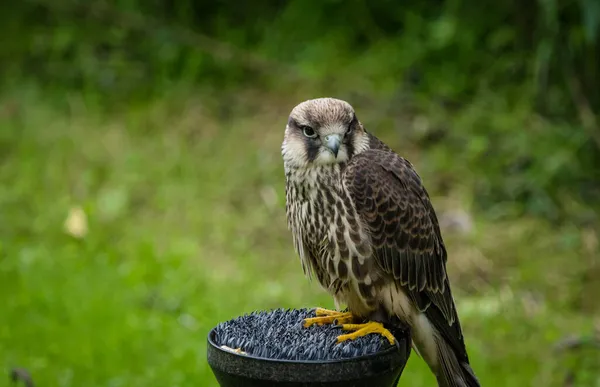 Närbild Bild Bild Saker Falcon Bakgrunden Gröna Bladen — Stockfoto