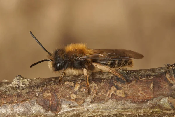 Closeup Male Clark Mining Bee Andrena Clarkella Sitting Piece Wood — Stock Photo, Image