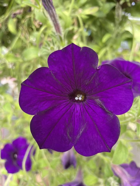 Primo Piano Fiore Petunia Viola Giardino — Foto Stock