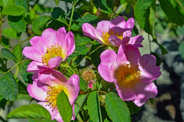 Las Hermosas Flores Rosa Mosqueta Que Crecen Jardín Medio Hojas — Foto de Stock