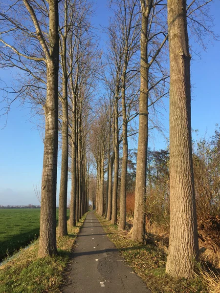 Vertical Shot Asphalt Road Surrounded Tall Trees Sunny Weather — Stock Photo, Image