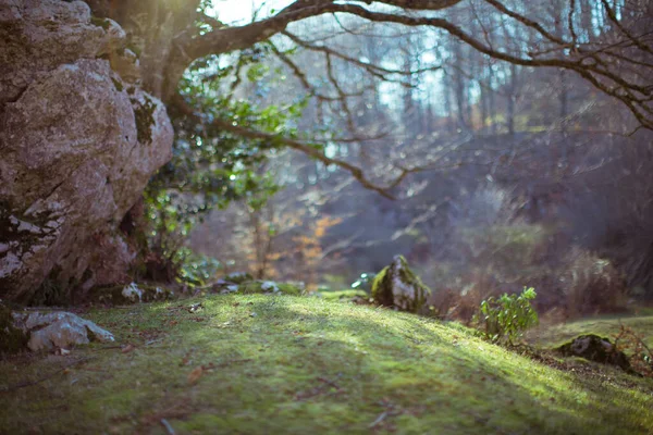 Yeşil Çimenler Kayalar Ağaçlarla Kaplı Güneşli Bir Orman — Stok fotoğraf