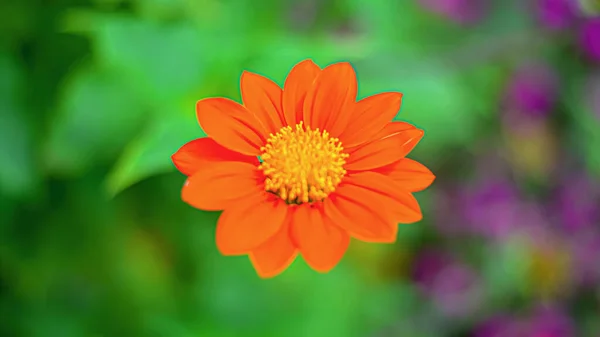 Detailní Záběr Roztomilé Oranžové Mexické Slunečnice Zeleném Pozadí — Stock fotografie
