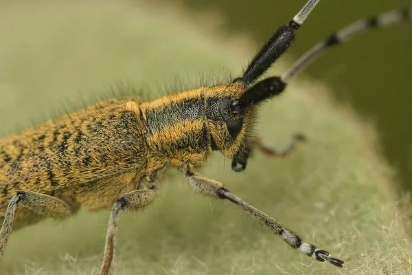 Primeros Planos Detallados Sobre Escarabajo Cuerno Largo Florecido Oro Agapanthia — Foto de Stock