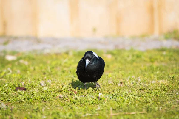 Een Eenzame Ekster Die Het Gras Loopt — Stockfoto