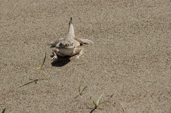 Lagarto Del Desierto Sobre Fondo Arena — Foto de Stock