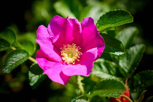 Zbliżenie Ujęcie Jasnoróżowego Kwiatu Biodra Róży — Zdjęcie stockowe