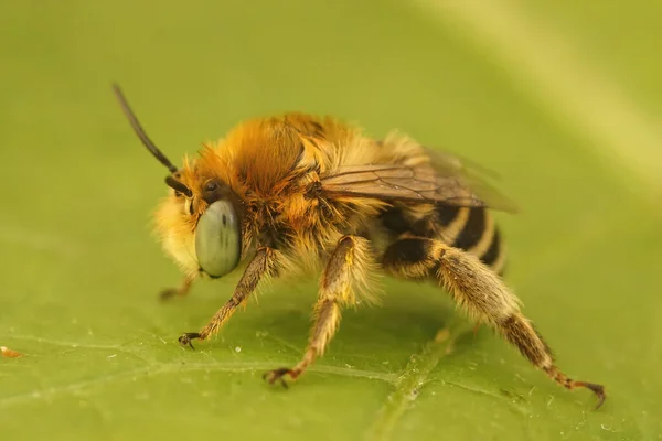 Крупный План Самца Волосатой Цветочной Пчелки Антофоры Бимакулаты Сидящей Зеленом — стоковое фото