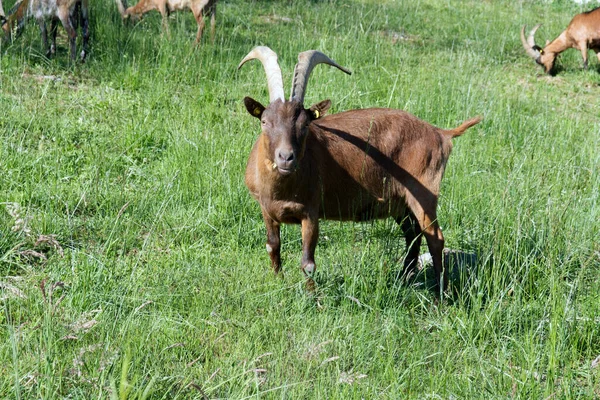 Una Capra Bruna Piedi Nel Campo Con Altre Capre Pascolo — Foto Stock