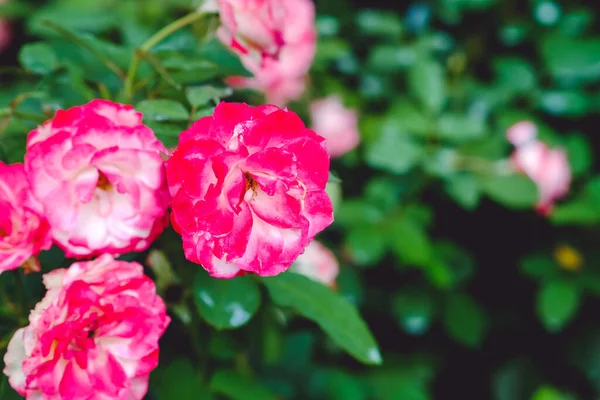 Ένα Ροζ Και Λευκό Moss Rose Μεγαλώνει Στον Κήπο Ένα — Φωτογραφία Αρχείου