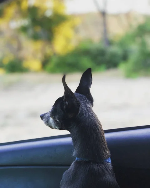 Arabanın Camından Dışarı Bakan Sevimli Siyah Bir Köpeğin Dikey Görüntüsü — Stok fotoğraf