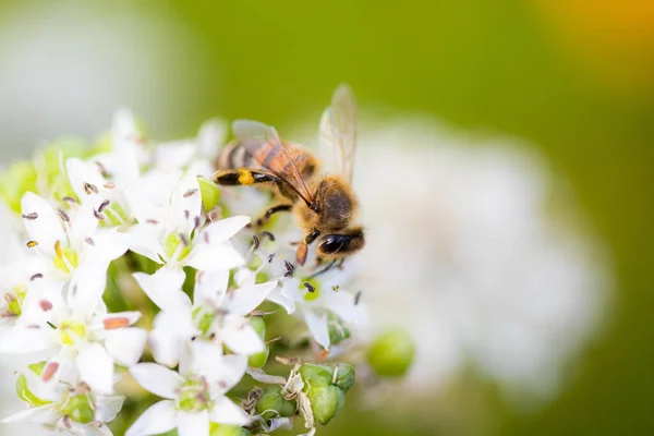 白花上的蜜蜂 — 图库照片