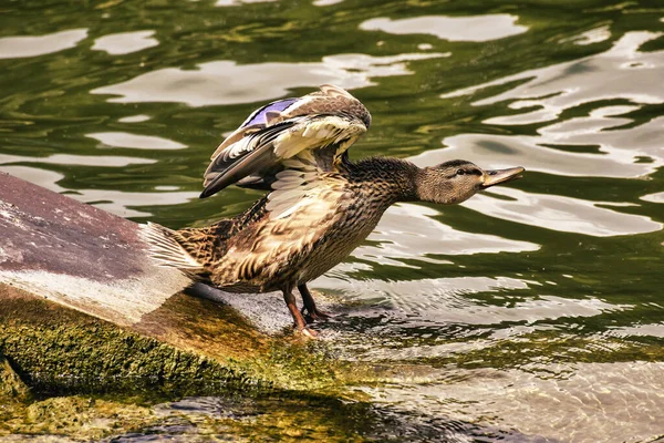 Closeup Shot Male Mallard Duck Spreading Its Wings Side Pond — Stock Photo, Image