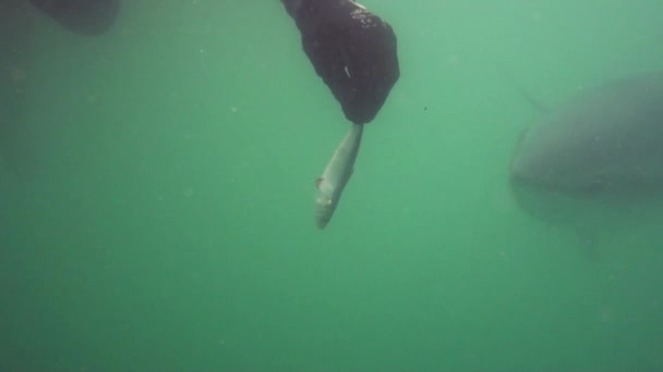 Belle Vue Sous Marine Homme Nourrissant Requin — Video