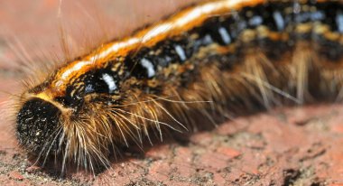 A macro shot of a one caterpillars colored with black, white and orange on a red dry ground clipart