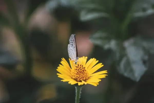 Ein Schmetterling Auf Einer Gelben Blume Garten — Stockfoto