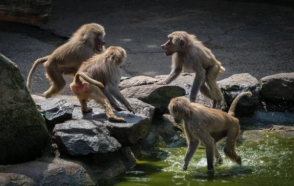 晴れた日には動物園で一緒にサルの景色 — ストック写真